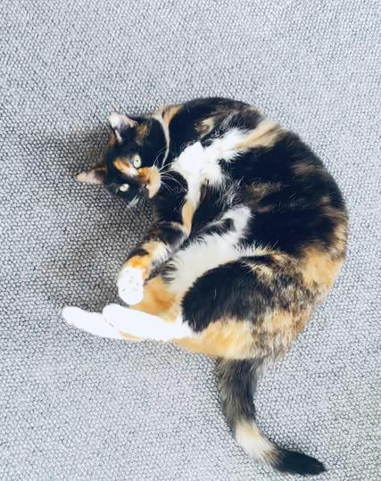 A color photo of a calico cat. She is lying on her back, playfully twisting on a textured gray carpet. Its fur features a mix of orange, black, and white colors and she has pretty green eyes looking up at the camera.