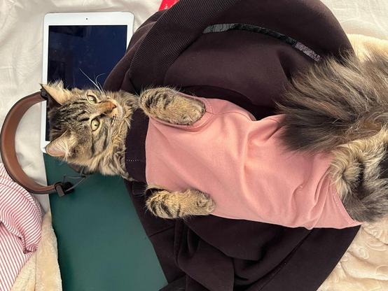 A fluffy cat with a tabby pattern is lying on its back, partially wearing a pink garment. The cat is nestled among some clothes, with a tablet and a pair of brown headphones nearby. Its green eyes are wide open, and it seems relaxed in its comfortable spot.