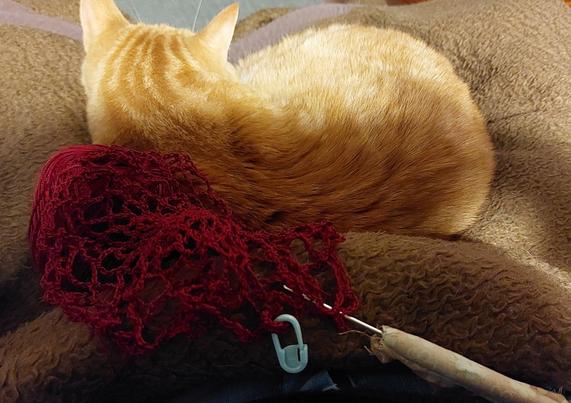Foto eines roten Spitzen-Häkelwerks, das halb auf einer zusammengerollten roten Katze liegt.