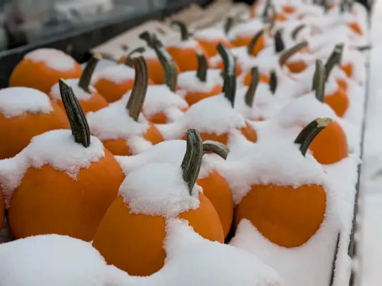 A rack of very orange pumpkins covered in snow.