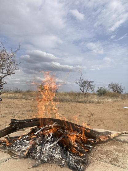 An experimental fire throwing flames into the air in the savanna