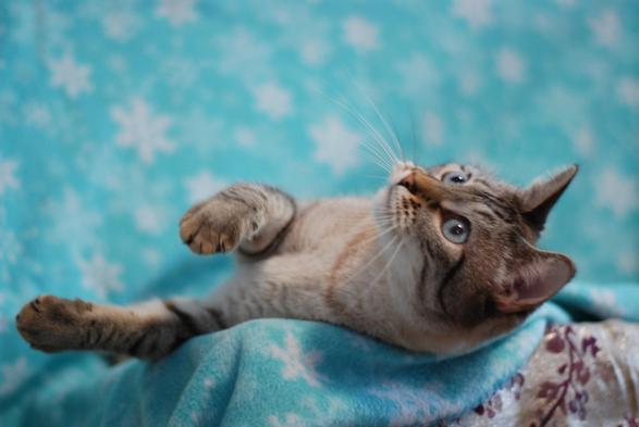 A lynx point Siamese lying down, rolled on his side, playfully looking up with one paw raised a little. The photo is taken against the backdrop of a bright blue snowy fleecie blanket. His tabby stripes are bold against his lighter fur, and his eyes are a light blue.