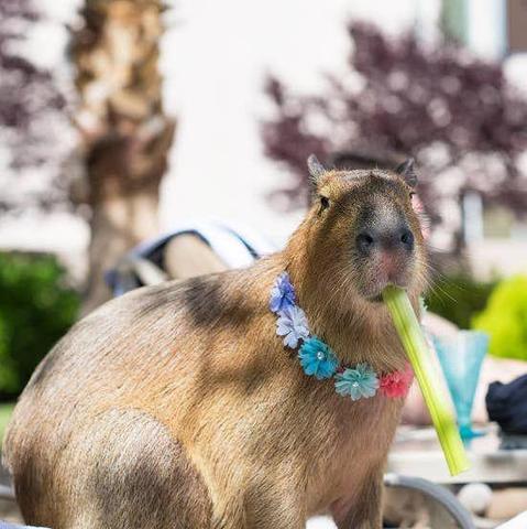 Imagen de un capibara