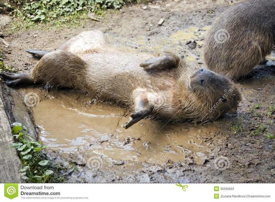 Imagen de un capibara