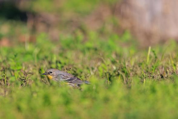 A yellow-rumped warbler runs across cut grass, staying low to the ground. They're looking for snacks with about a dozen of their friends, so they have to be quick.