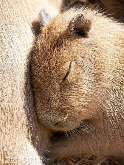 Imagen de un capibara