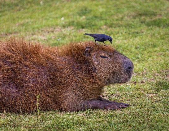 Imagen de un capibara