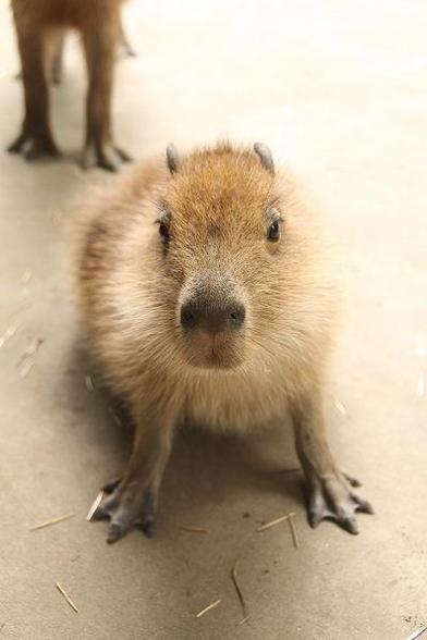 Imagen de un capibara