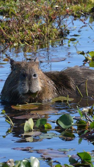 Imagen de un capibara