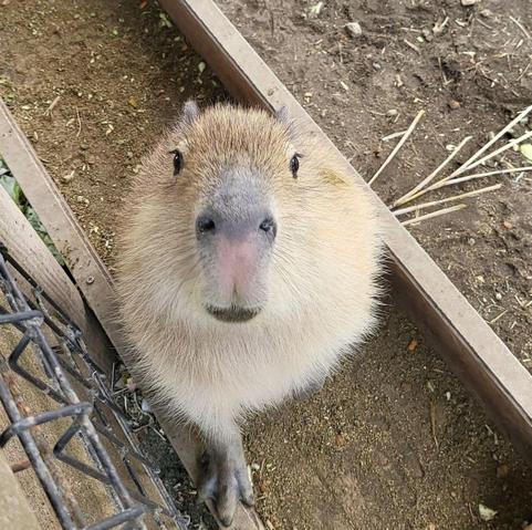 Imagen de un capibara