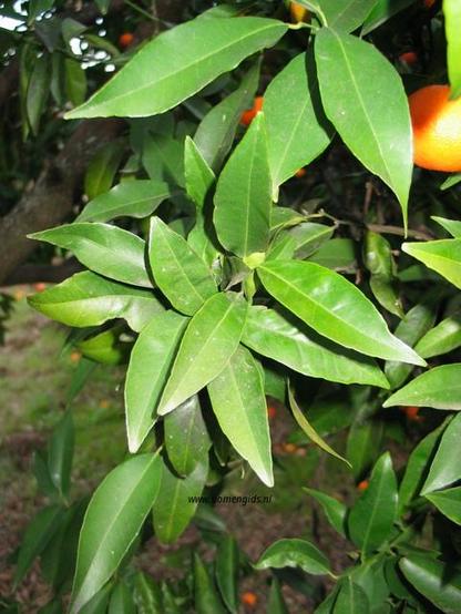 blad-leaf-blatt-feuille-hoja