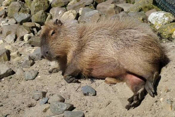 Imagen de un capibara