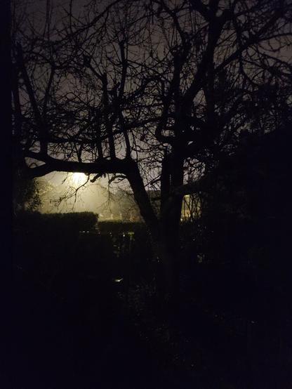 Un jardin pris dans le noir. On voit la silhouette d’un grand arbre defeuillé, une haie, et si on regarde bien, un portique à balançoire. Un réverbère dans la rue, derrière la haie, jette une lumière jaune pâle assez fantomatique dans la brume.