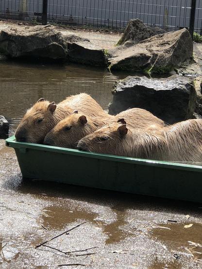 Imagen de un capibara