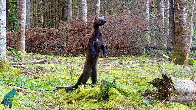 A dark-furred fisher stands upright on its hind legs in a boreal forest clearing surrounded by birch trees, fallen logs, and moss-covered ground.