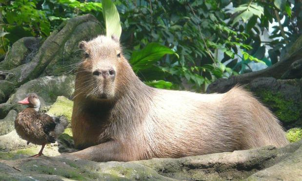 Imagen de un capibara