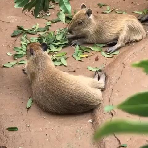 Imagen de un capibara