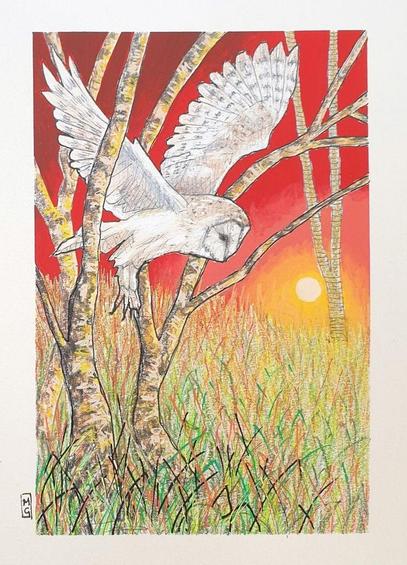 A small colour drawing of a barn owl at sunset, flying through trees, the drawing depicts the owl, grassland and trees with a red sunset sky. The drawing is on white pastel paper.
Barn Owls have some extraordinary adaptations to help them hunt at night, such as silent flight, sensitive hearing and the ability to spot movement in very low light.
An original art work, please note that the frame is not included.
Colour pencil and mixed media on acid free toned artist paper
5 by 7 inches (12.7 by 17.8 cm).