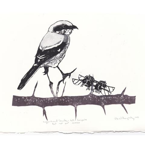 As described, my linocut print on 11”x 14” paper with a deckle edge shows a loggerhead shrike perched on a dark burgundy thorny honey locust branch on which a 4-winged small pollination drone is impaled. The signed print is titled “Loggerhead Shrike Will Impale but not eat drones”