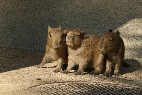 Imagen de un capibara