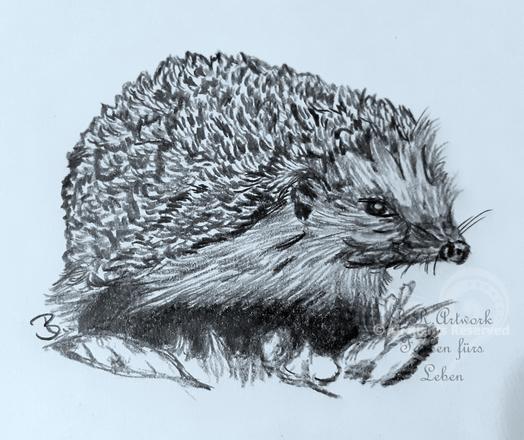 Bleistift Zeichnung eines Igels, der von links nach rechts vorn geht.