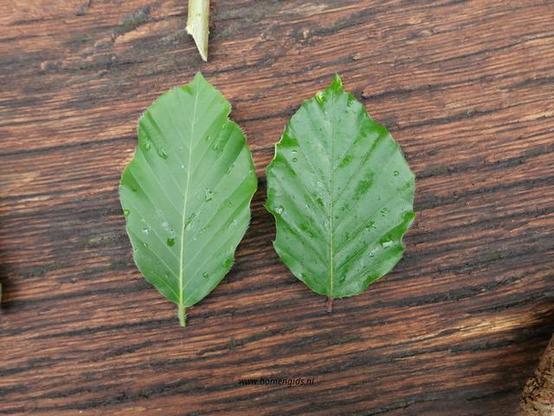 Photo of treespecies Fagus Orientalis : Category is info