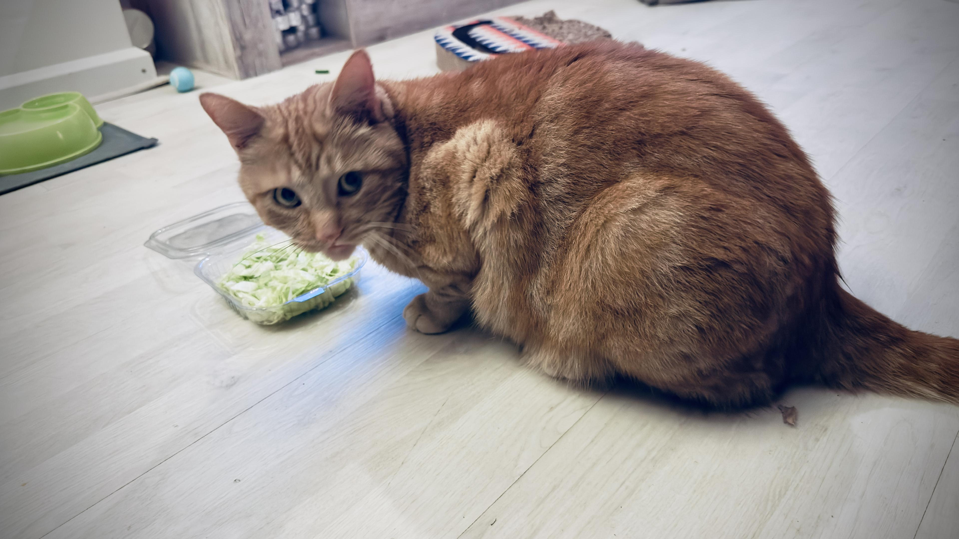George looking at a salad like hmmmm