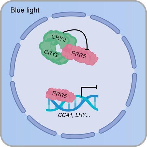 Diagram to illustrate how the cryptochrome blue light receptor CRY2 interacts with the circadian clock protein PRR5 in a blue light-dependent manner.