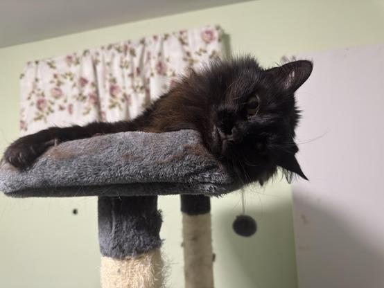 My black cat Penguin lying on her side on top of her cat tree, her head hanging slightly over the side, a serious look on her face. Her right paw is gripping the edge, three claws visible, ready for the attack.