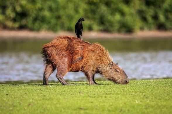 Imagen de un capibara