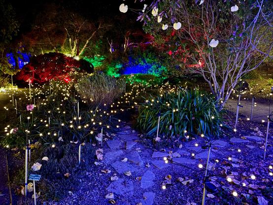 An overview of all the colored lights adorning plants and trees at the San Luis Obispo Botanical annual light show. There is a stone path in the foreground that is colored blue from lights, and along the sides of the paths you can see a variety of trees and plants lit in various colors off into the distance. There are blue, white, red, green and yellow lights illuminated in the darkness. San Luis Obispo Botanical Garden, California.