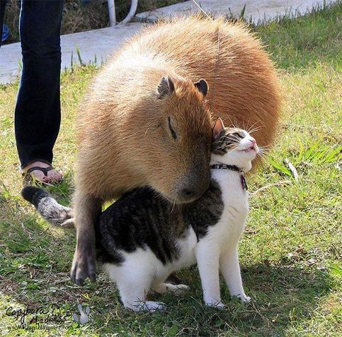 Imagen de un capibara