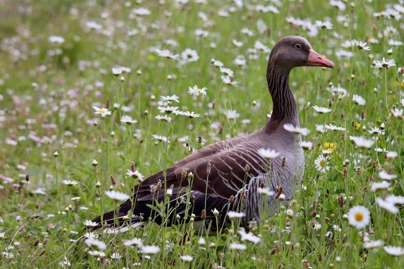 Goose Hunting Season in Minnesota