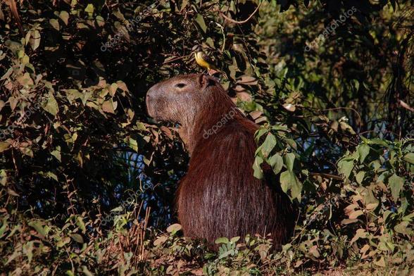Imagen de un capibara