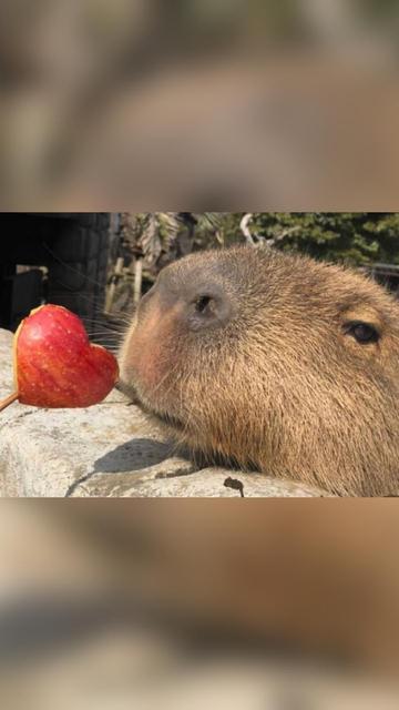 Imagen de un capibara