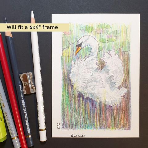 A small drawing in colour pencil of a swan on a pond with waterlilies in the background. The drawing is in a soft, painterly style.
An original art work, please note that the frame is not included.
Colour pencil on white acid free artist watercolour paper (postcard size).
Approximately 4 by 6 inches (10.16 x 15.24 cm) will fit into a standard 4 by 6 inch photo frame.