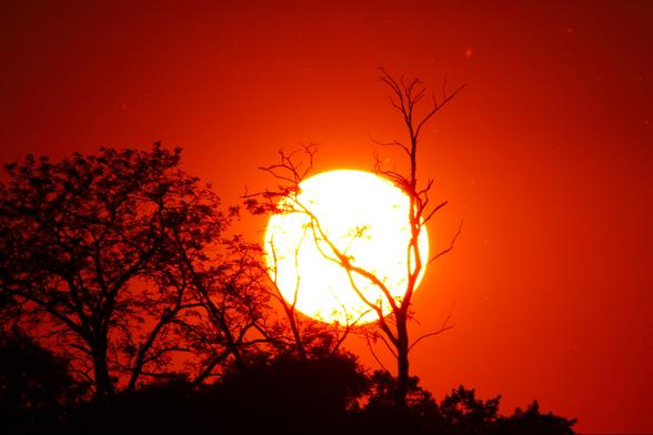 Photograph of a large white sun against an orange sky with trees in silhouette front including one in front of the tree.