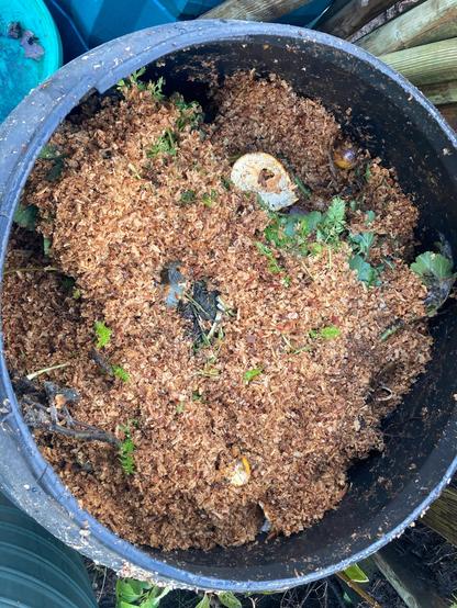 A compost dalek nearly full of the fresher garden and kitchen waste. Handfuls of sawdust are applied with each layer of kitchen scraps every week. When this bin is full it will be turned into a different bin to continue to break down. Ground eggshells, basalt, biochar and other amendments are occasionally added to this bin in small quantities.