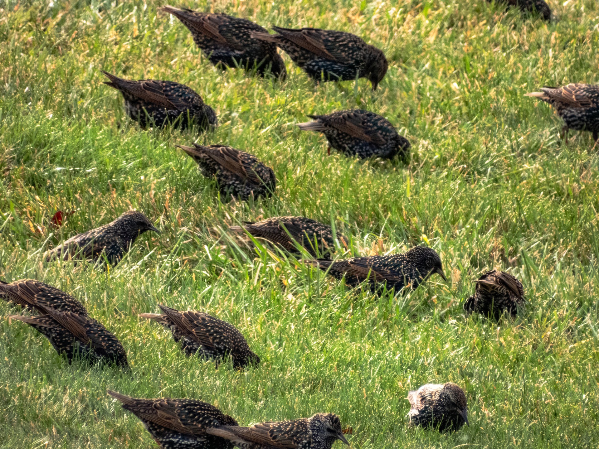 A whole bunch of starlings in our yard.