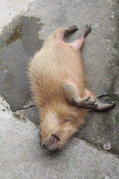 Imagen de un capibara