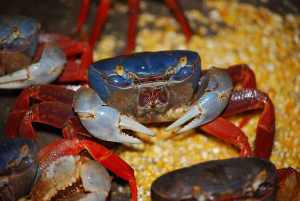 Photo of the very colorful mouthless crab, taken by Diego Tirira, illustrating the Wikipedia entry on it. "Cardisoma crassum is common among mangrove roots, where it builds its burrows ... [Cardisoma crassum crabs] are distributed from Baja California ... southward to Peru and sometimes Chile." This crab has a bright blue head, pale blue fore-pincers, and bright red rear legs.