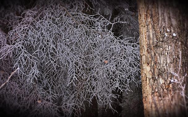 Several dry needle-less spruce branches hang downward from a large tree of White Spruce Picea Glauca. All the fine twigs are still intact and now they are lightly coated with frost crystals, almost giving the appearance of a tree in full growth with white branches/needles. Next to the spruce branches we see part of the trunk of a Balsam Poplar Populus Balsamifera. The bark is a slightly gold tinted grey with deep rough irregular vertical fissures and furrow and a few tiny bits of clinging snow. The background is more blurred branches and trunks, in shadow within the woods. There's a faint violet tint applied and the edges are blurred with a black vignette applied to accentuate the shadows of the season even as snow and frost whiten everything.