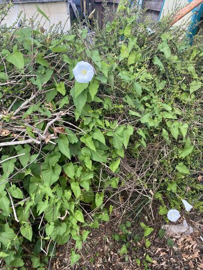 A section of hedge with morning glory vines growing on it, with three white, trumpet shaped flowers