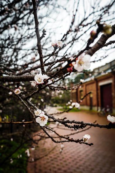 The image depicts a close-up view of flowering branches against a blurred background of a path and building. The branches are dark and slender, adorned with small, white blossoms that have a delicate yellow center. The blossoms are scattered along the length of the branches, creating a visually soft texture. The background features a reddish-brown path leading towards a brick building with dark openings, likely doors or windows, and lush green foliage on the left side of the frame. The overall image is slightly desaturated and appears to be taken on a cloudy day, as the light is soft and diffused. Provided by @altbot, generated privately and locally using Gemma3:27b