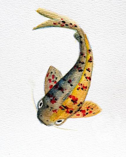Pencil sketch of a koi.