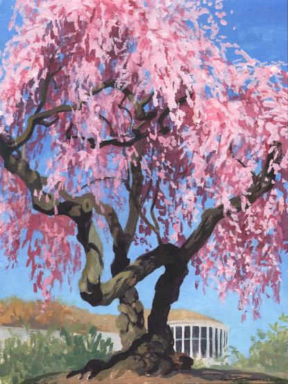 Gouache painting of a fantastically twisted old cherry tree festooned with long strands of pink blossoms, on a sunny Spring day with a bright blue sky. Beyond it is part of the visitor’s center, a round building with tall windows and a grass-covered roof.