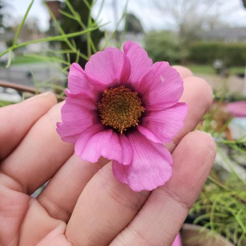 A close-up of a pink cosmo flower with a yellow center resting in my open hand, with green foliage and a blurred outdoor background.