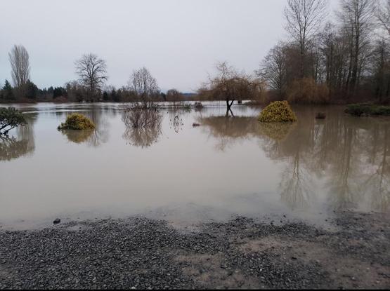 A large area covered with water, all the way to a gravel road. Many trees and bushes, planted in the banks of the river, are partially covered with water. The water is very calm,  reflecting the tree branches.