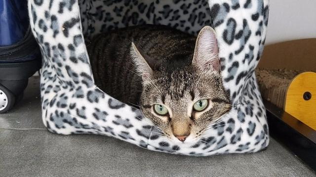 A grey-and-black striped tabby cat with pale green eyes stares morosely out of an animal-print soft sided cat house.