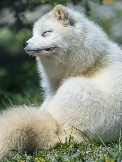 A white arctic fox lying on a meadow. Looks a bit too fluffy for the season.